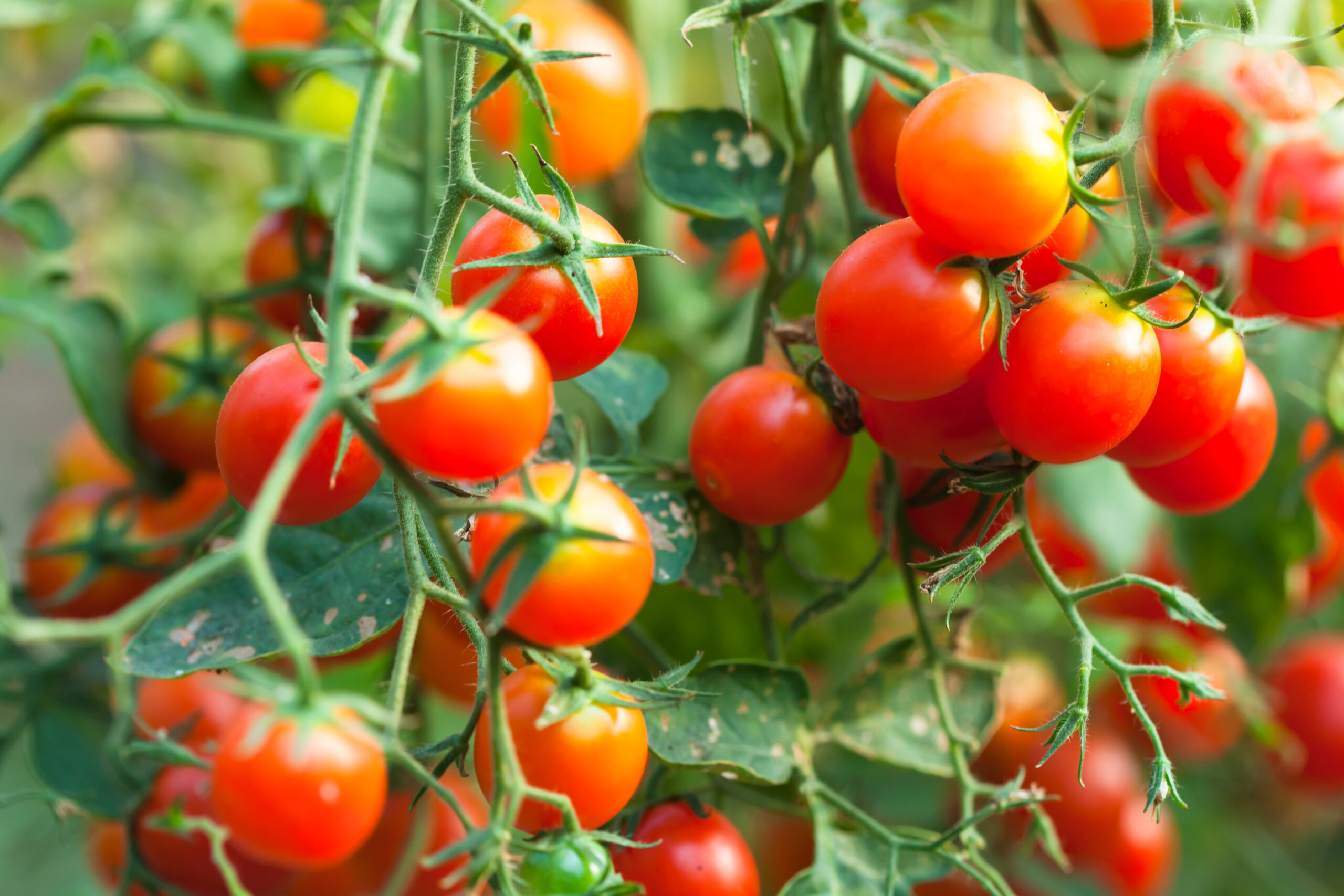 Como plantar tomate cherry