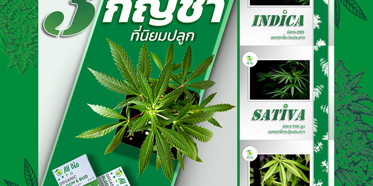 สายพันธุ์ กัญชา ที่นิยมปลูก หางกระรอก Indica Sativa