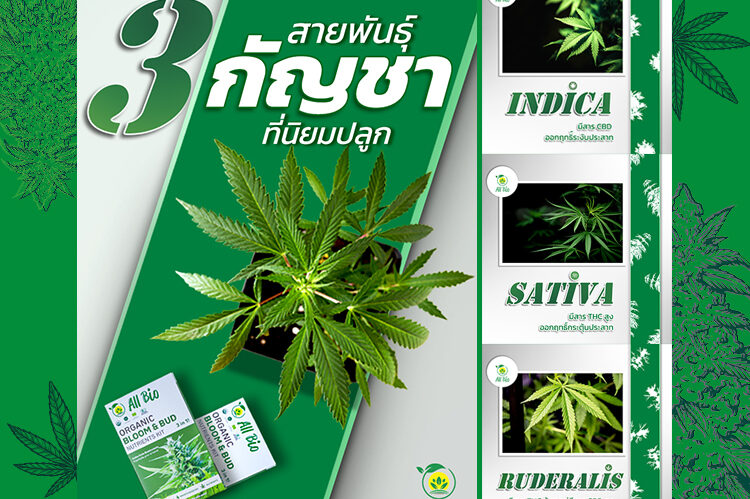สายพันธุ์ กัญชา ที่นิยมปลูก หางกระรอก Indica Sativa