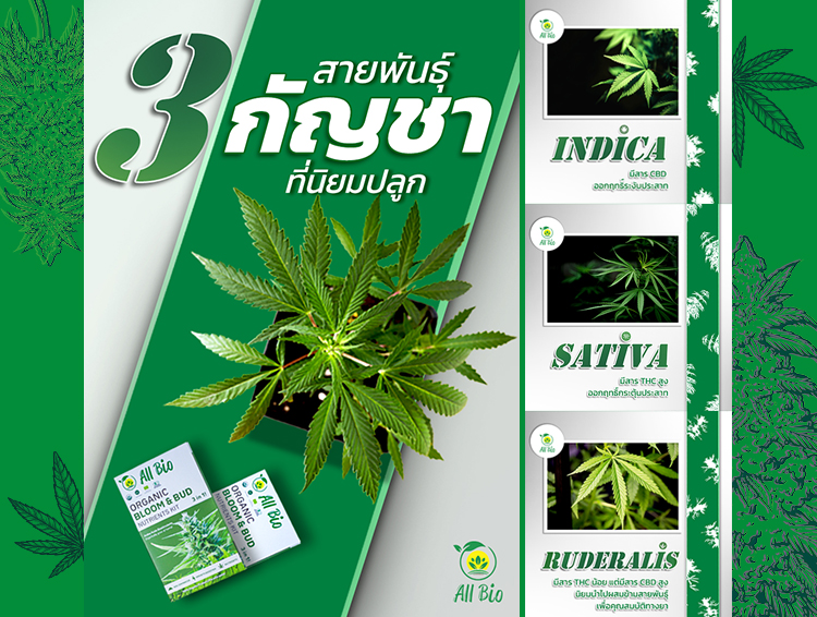 3 cannabis สายพันธุ์ กัญชา ที่นิยมปลูก หางกระรอก Indica Sativa